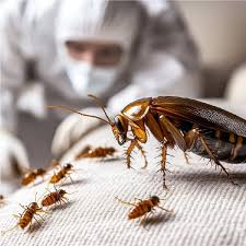 Delhi Pest Control And Fumigation